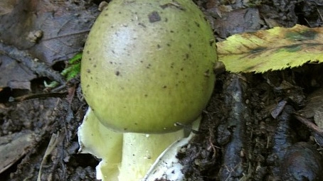 amanita