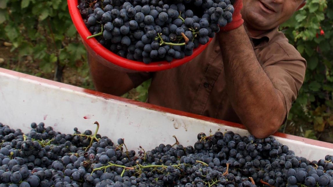 La vendemmia. sarà di buona qualità, in alcune zone anche ottima (foto d’archivio)