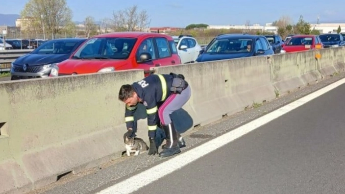 La gattina messa in salvo