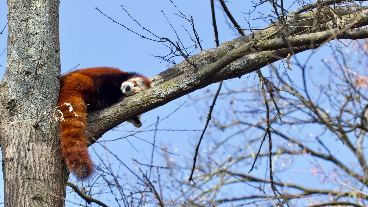 Un esemplare di panda rosso allo zoo di Pistoia (Foto Facebook)