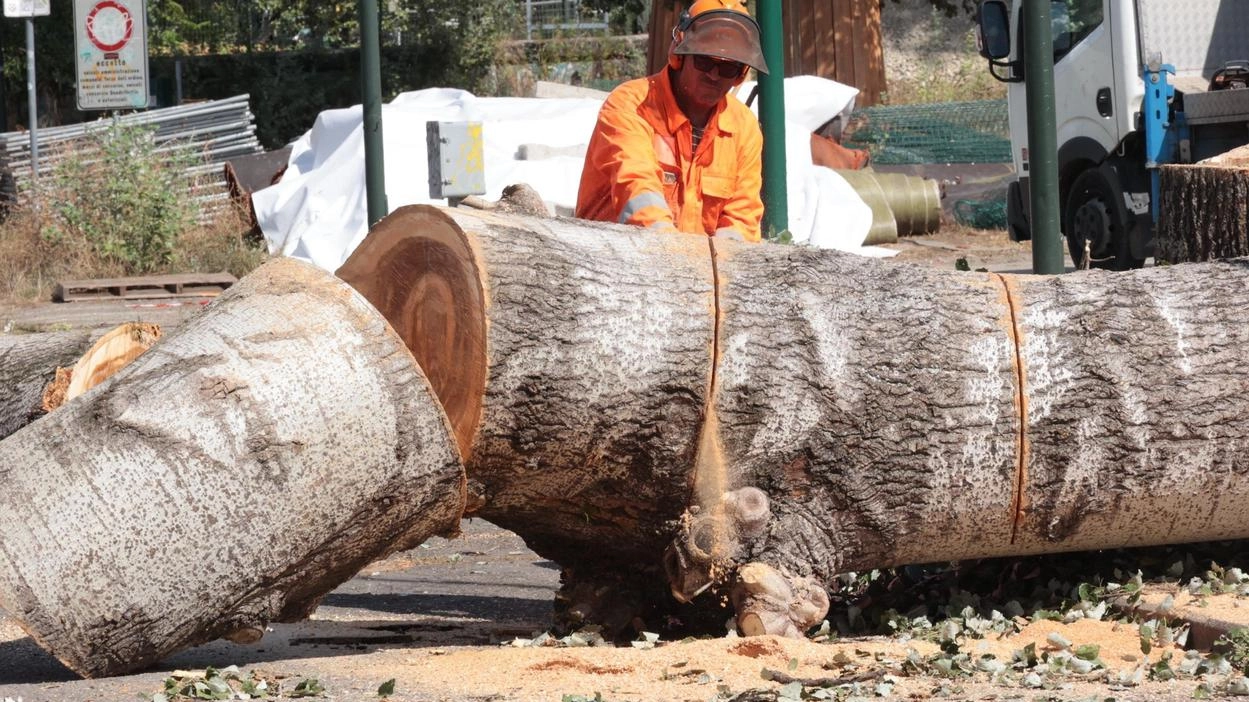 Un operaio in azione ieri pomeriggio nel parco dell’Albereta a Gavinana