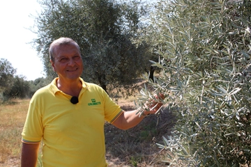 Olio nuovo, prezzo e qualità. “Annata positiva in Toscana”