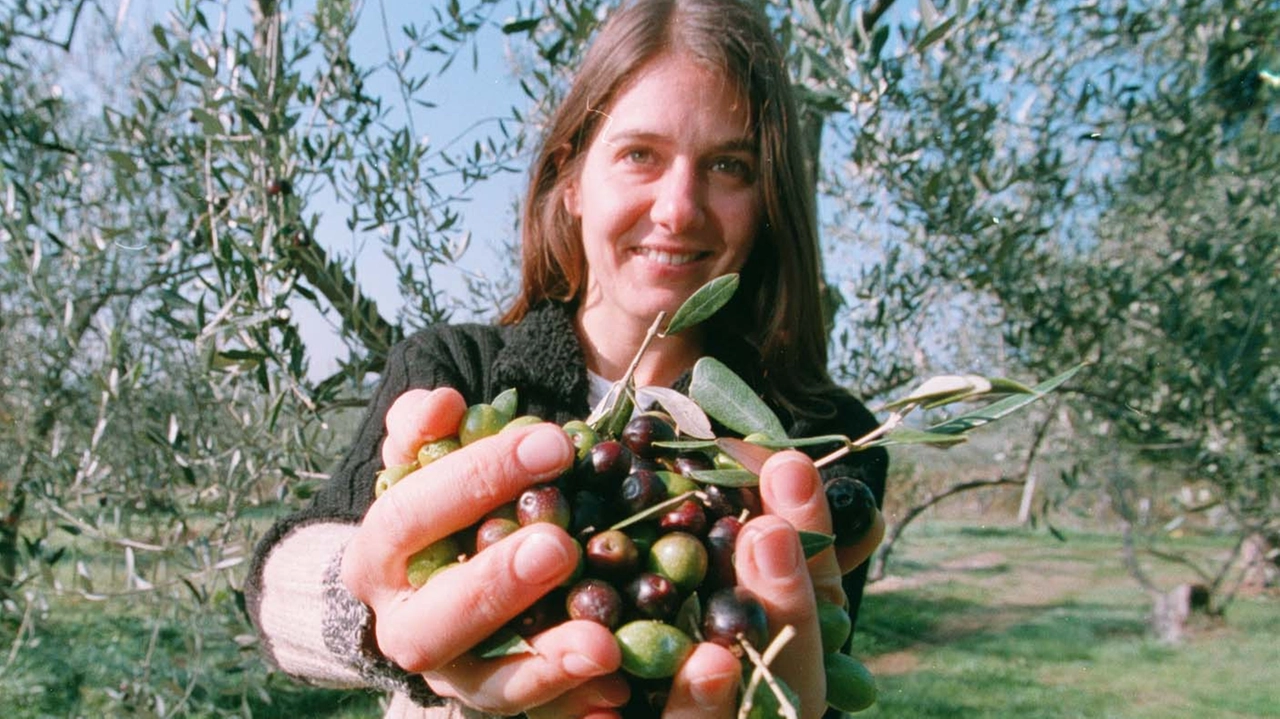 Cominciata la raccolta delle olive