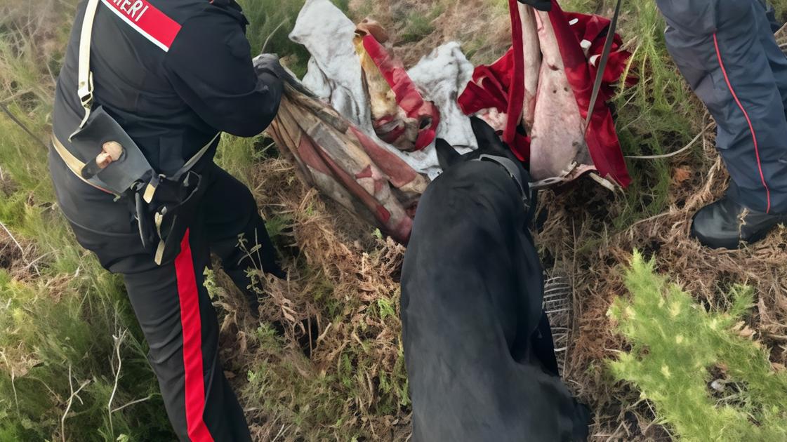 Blitz nel bosco della droga. In campo anche il Nas. Smantellati i bivacchi