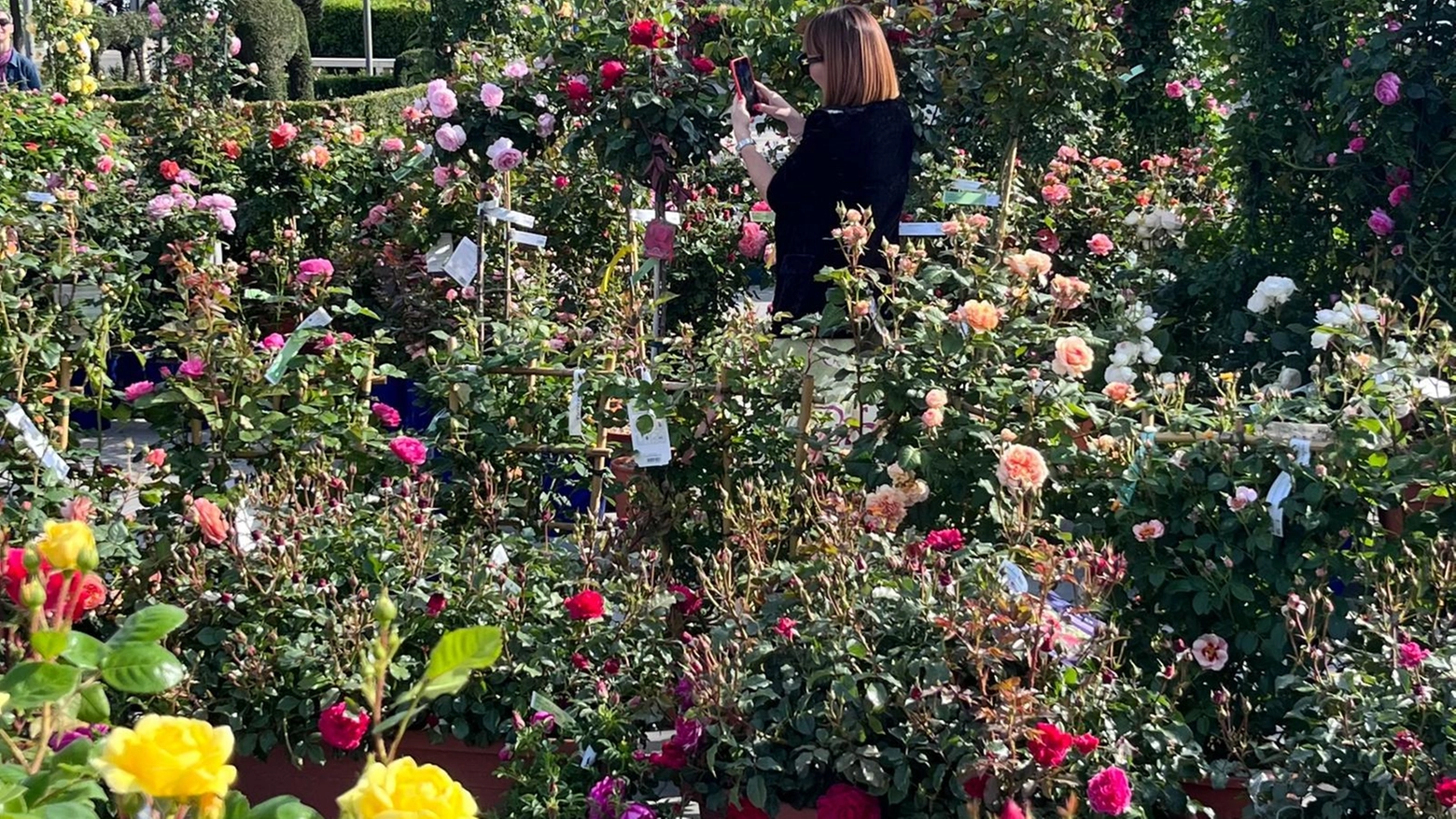 Festa della mamma e di solidarietà. Rose e bonsai per il Centro Sant’Anna