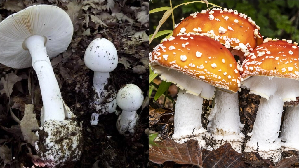 Da sinistra, Amanita Phalloides e Amanita Muscaria (Foto Ansa)