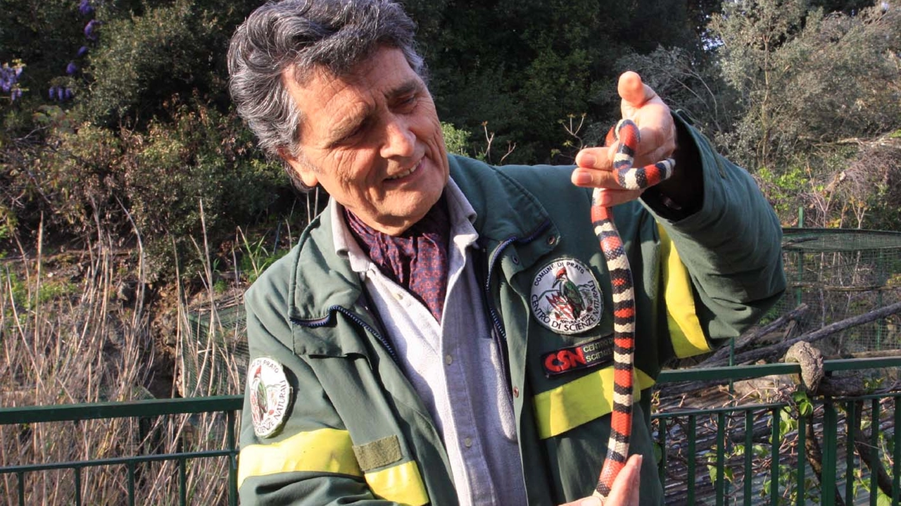 Gilberto Tozzi con un serpente falso corallo nel 2010 (foto di Nedo Coppini)