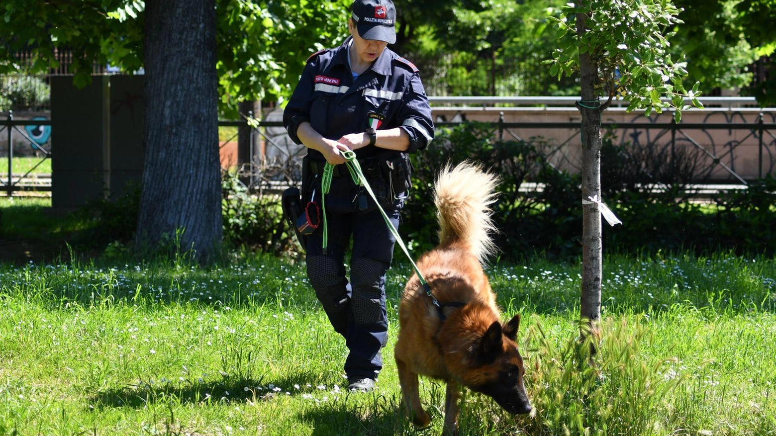 Spaccio, controlli a tappeto dei vigili . Viola e Sirio scovano 220 grammi di droga