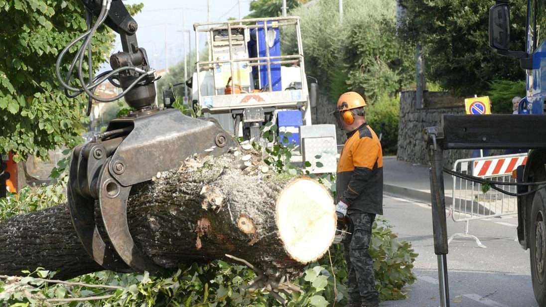 Il taglio dei tigli di via Firenze è cominciato lunedì (foto Attalmi)