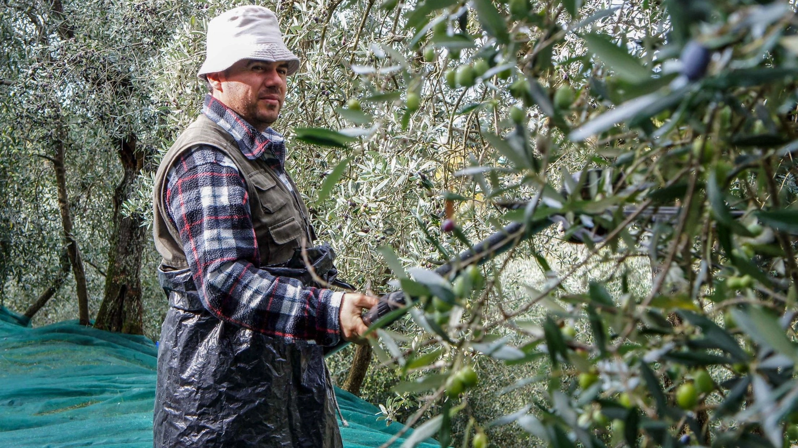 Olio, costi alle stelle: "Difficoltà in aumento. Ma noi teniamo duro"