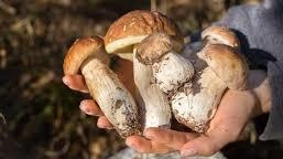 Funghi, che passione. Come si riconoscono