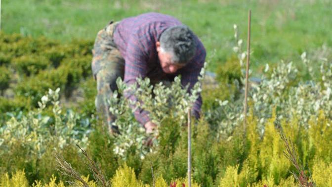 Export vivaistico, rebus sull’andamento. Confagricoltura frena: “Numeri in discesa”