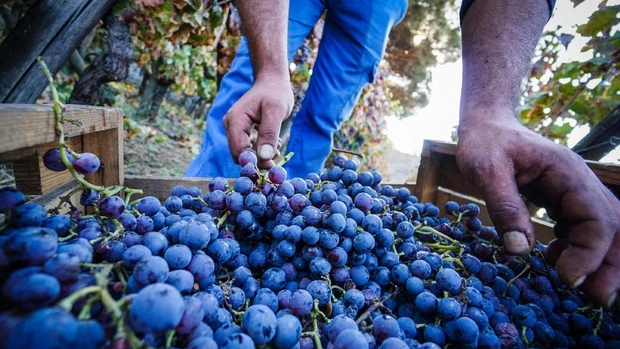 Vendemmia anticipata a causa del caldo (Foto Ansa)