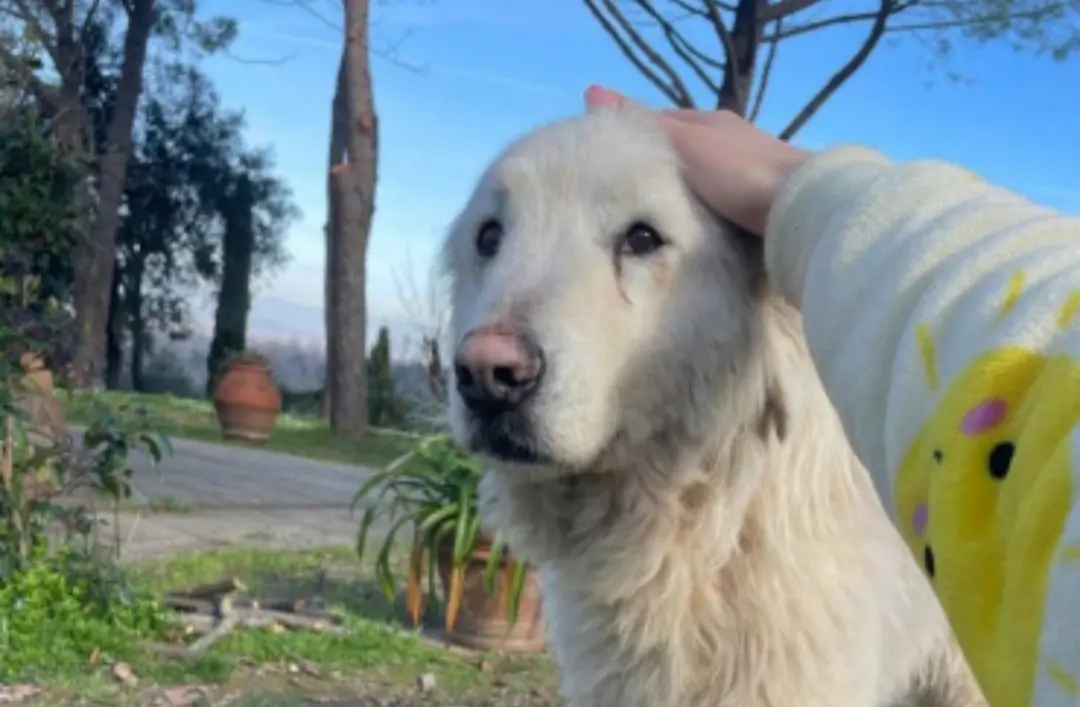 Il cane che ha percorso 150 km. Mimì, storia a lieto fine: scappata da Pontedera, ritrovata nel Grossetano