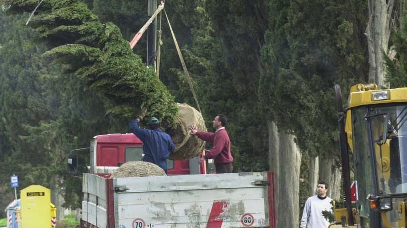 Viale I Maggio si tinge di verde. In arrivo più di 2mila nuove piante