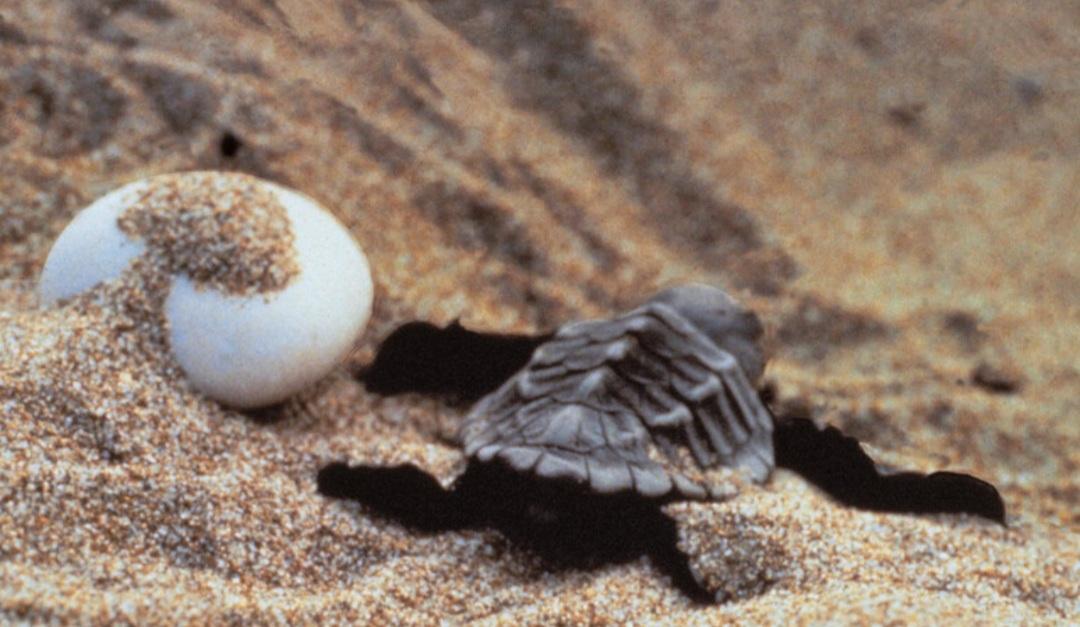Parco della Maremma, trovato un nido di tartaruga marina Caretta Caretta