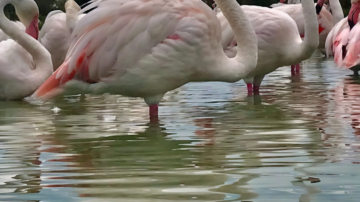 Lo spettacolo dei fenicotteri rosa