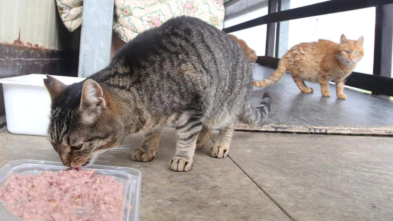 I gatti sono ospitati in due strutture convenzionate dello Spezzino