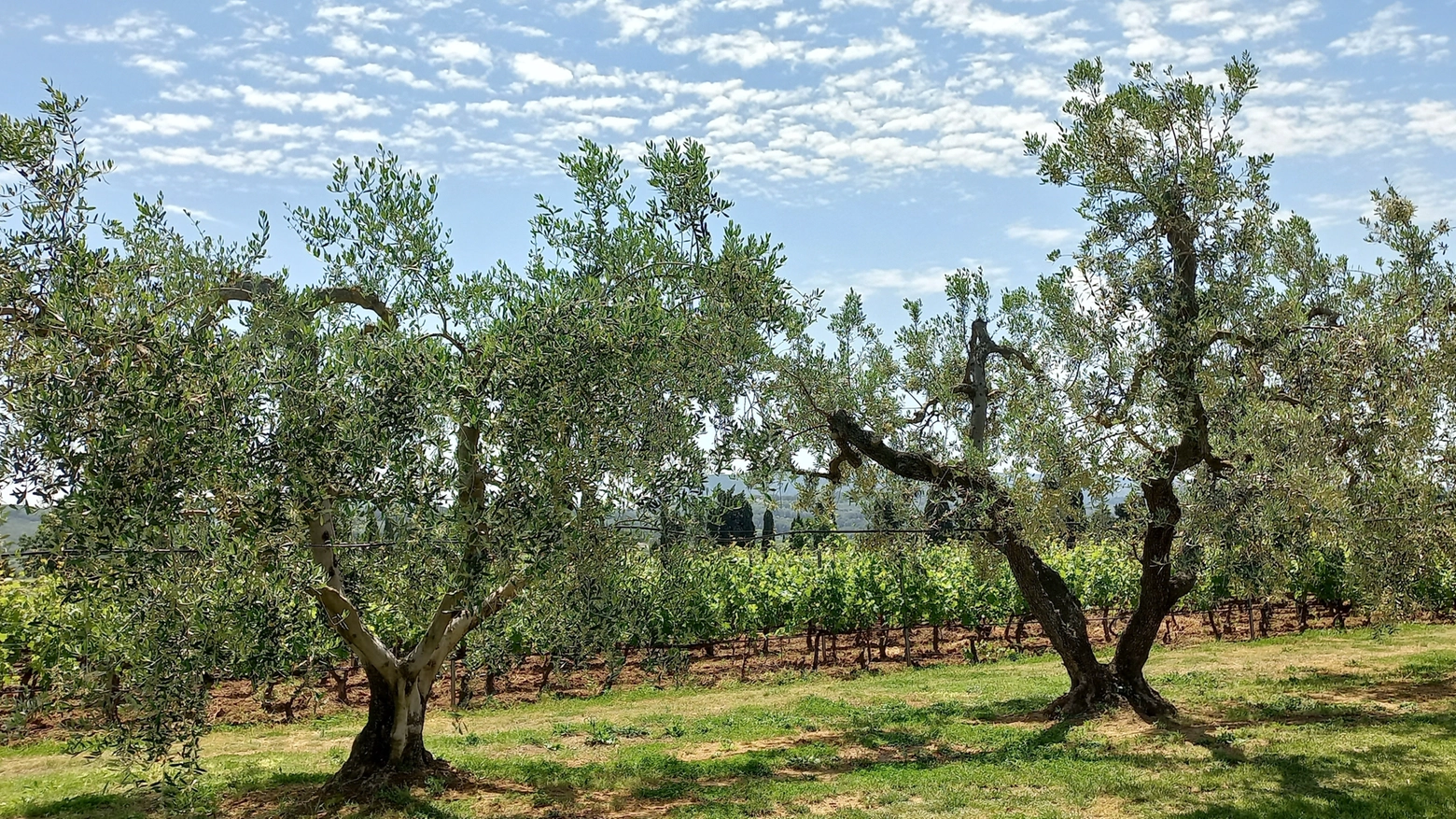 Il 'terroir' nella zona di Bolgheri