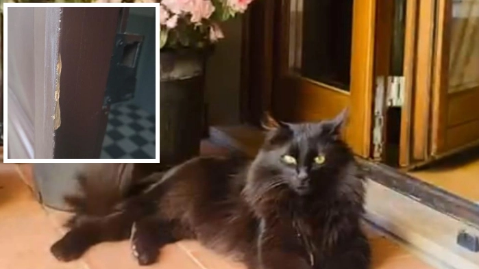 Il gatto Nandi che ha sventato il furto in appartamento in via Coluccio Salutati e nel riquadro i segni dello scassinamento sulla porta del palazzo