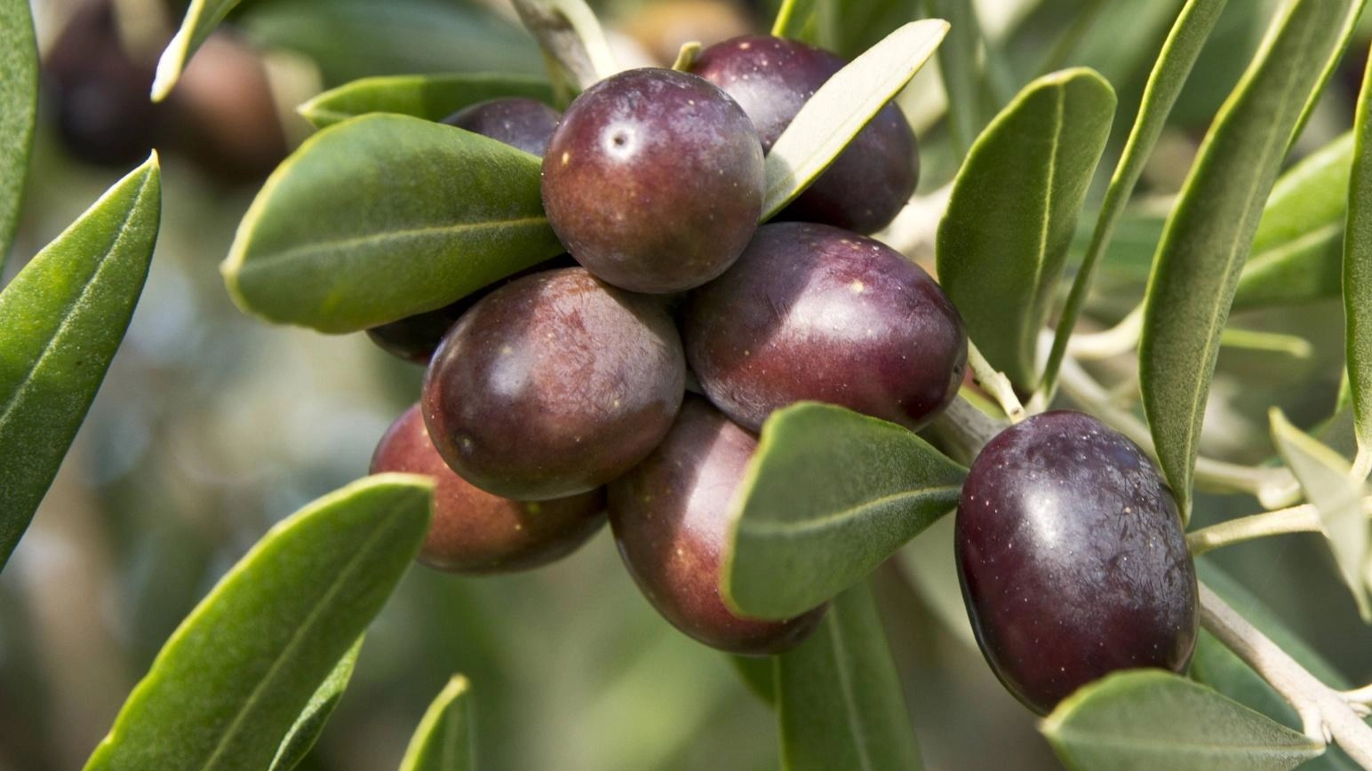 Festa dell’Olio. Viaggio nella cultura enogastronomica