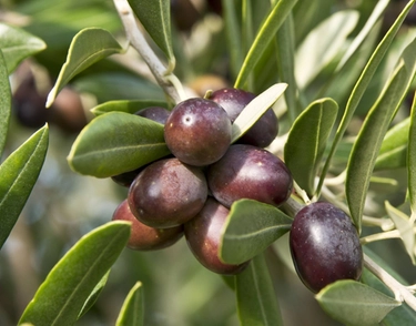 Festa dell’Olio. Viaggio nella cultura enogastronomica