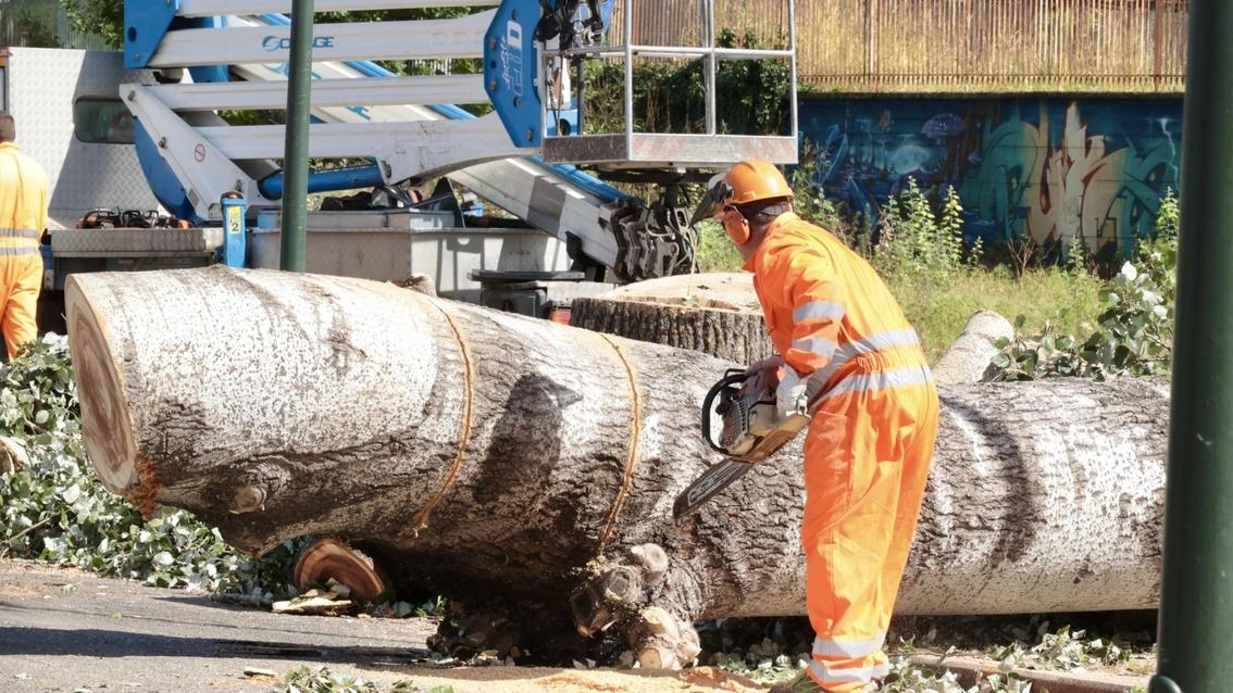 Le recenti operazioni di abbattimento all’Albereta, per tutti gli alberi è prevista una nuova piantumazione