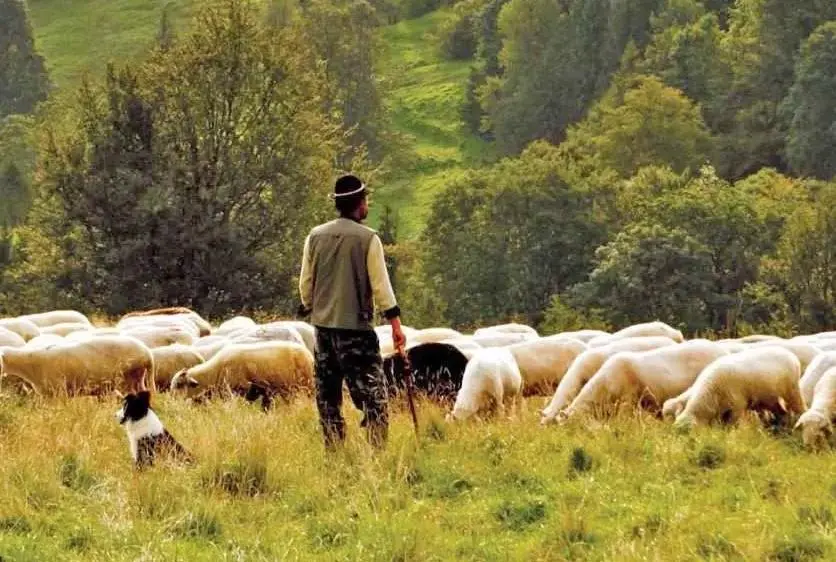 Animali e sicurezza, nuove regole: "A tutela di escursionisti e turisti"