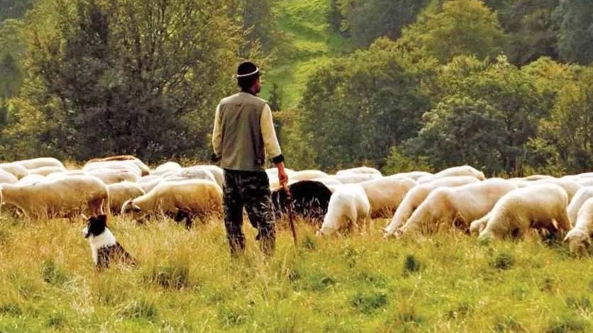 Focus sui cani da guardia delle greggi ma non solo (Foto di repertorio)