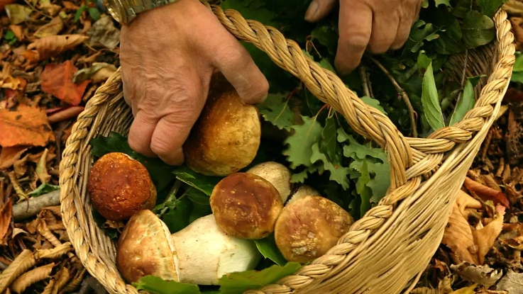 Un cercatore di funghi mostra la sua raccolta. In Toscana sono migliaia gli appassionati