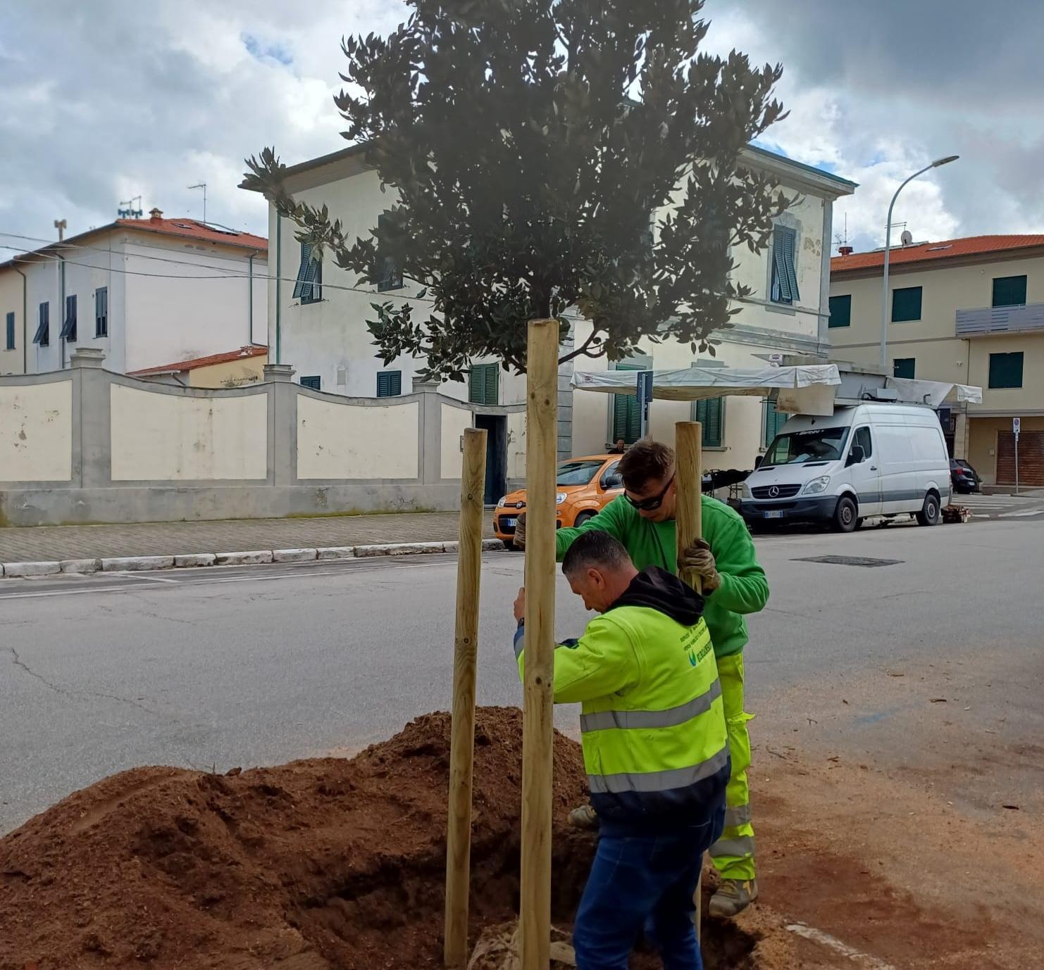 Verde pubblico e lotta ai cambiamenti climatici: 125 nuovi alberi piantati in città