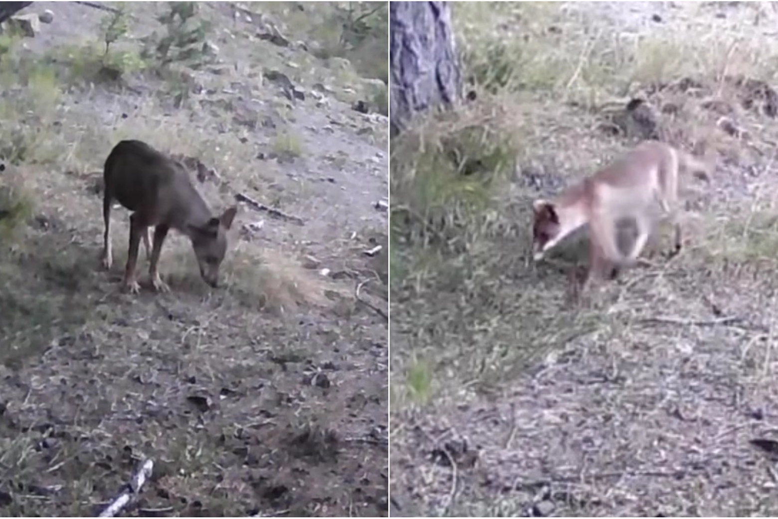 Il lupo e la volpe che si contendono il territorio (Immagini dalle riprese video di Wild Appennines)