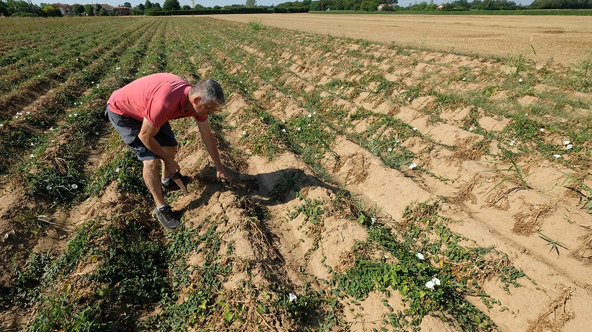 Un campo a secco (Foto Radaelli)