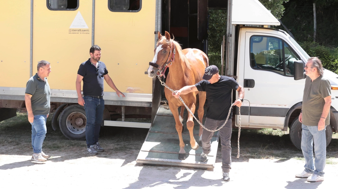 Columbu: “Remorex, alla sua età i cavalli corrono il Grand National. Se non lo prendono di fame non muore”