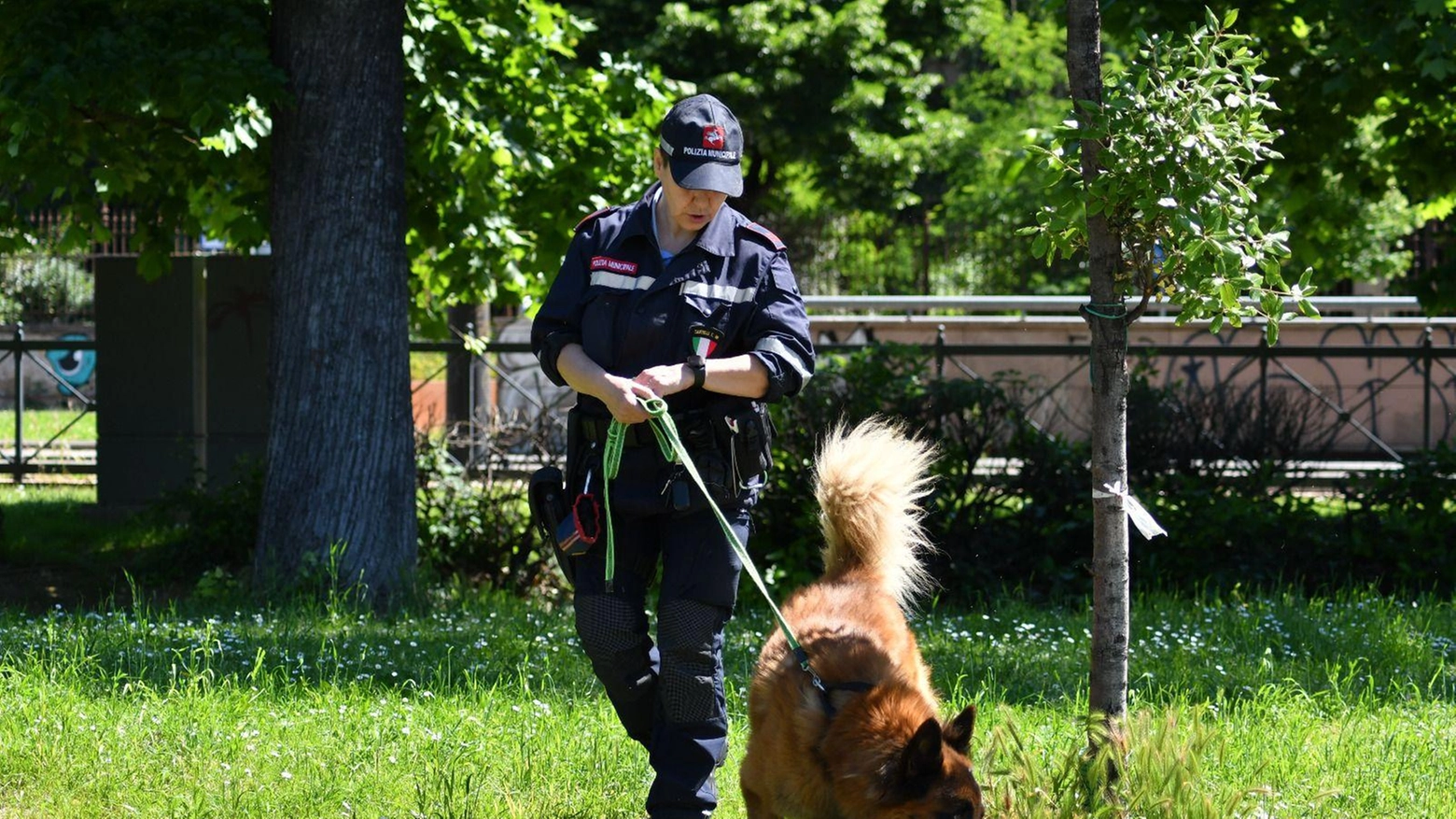 Spaccio, controlli a tappeto dei vigili . Viola e Sirio scovano 220 grammi di droga