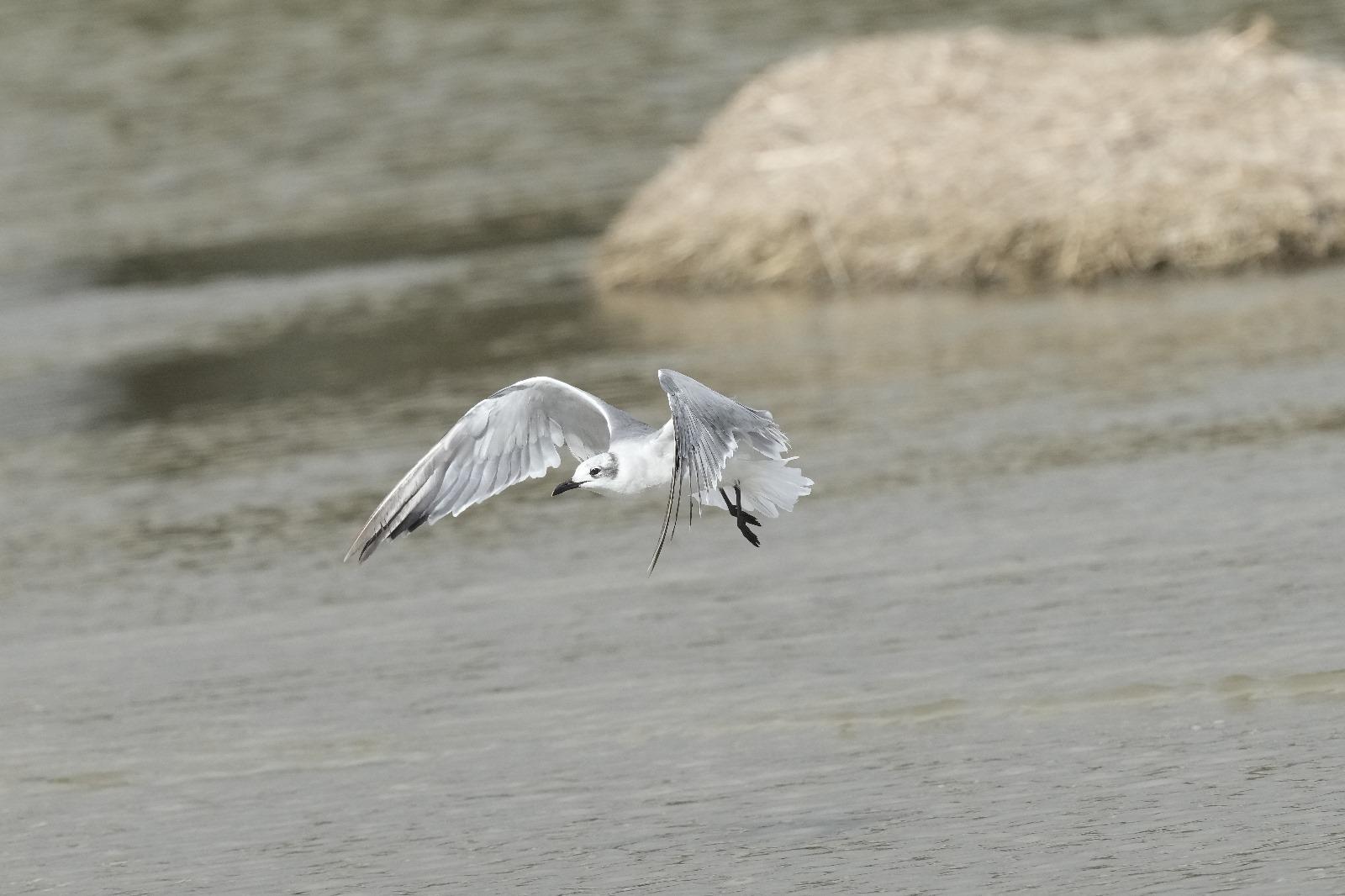 Gabbiano sghignazzante, il raro esemplare individuato a Castiglione della Pescaia