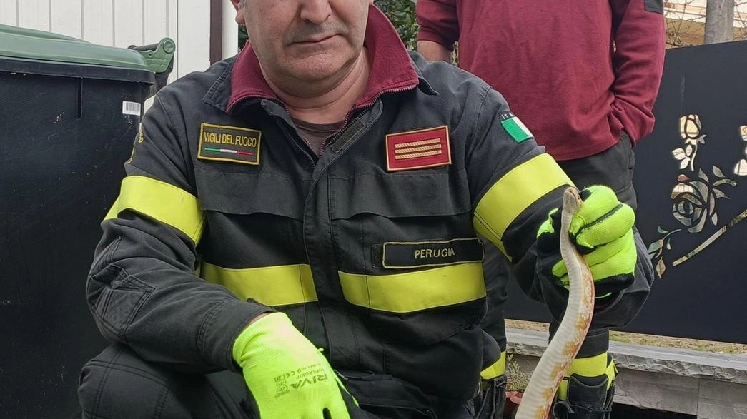 Citerna, il rettile recuperato dai Vigili del fuoco