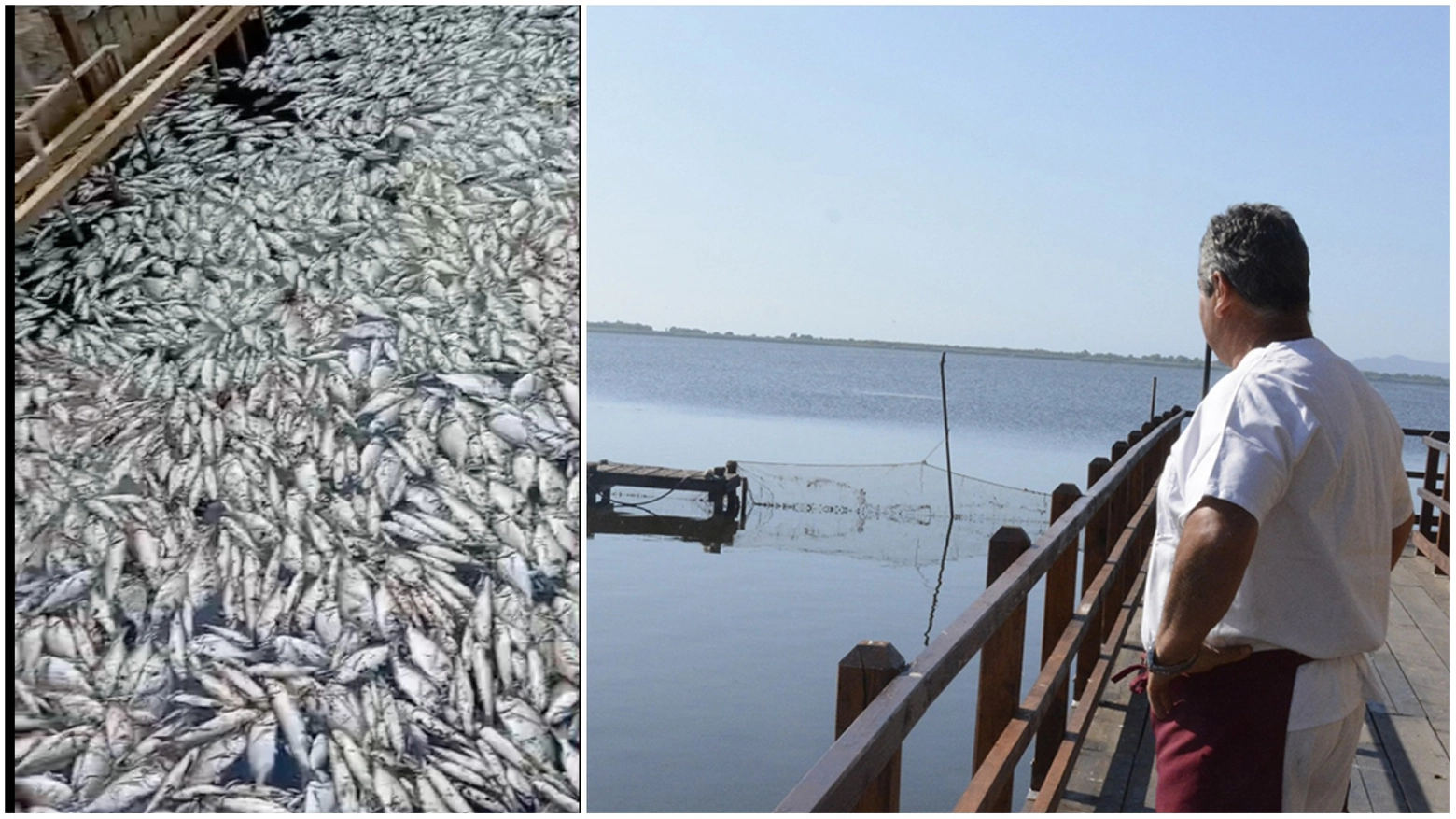 A sinistra la moria dei pesci (foto Ansa), a destra la laguna di Orbetello (foto Aprili)