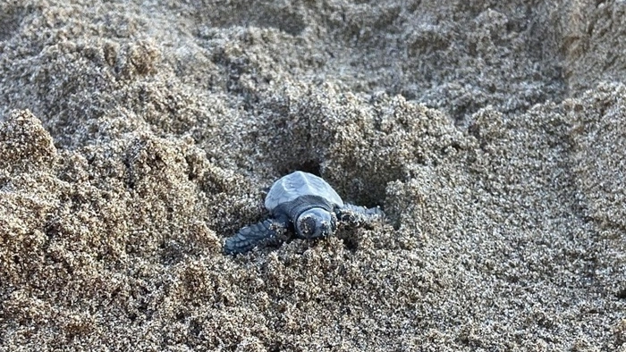 Una piccola tartaruga marina Caretta caretta (Foto Ansa)