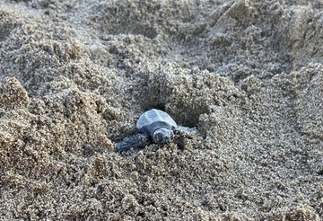 La schiusa di mezzanotte, piccole Caretta caretta nate a Castiglione della Pescaia