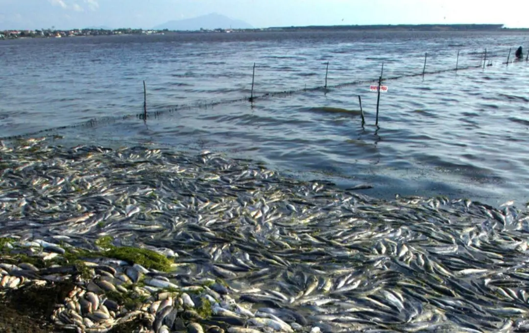 Laguna di Orbetello, allarme caldo. “Morie di pesci e macchie anossiche estese”