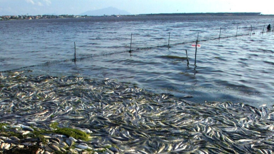 Orbetello, moria di pesci (foto repertorio Ansa)