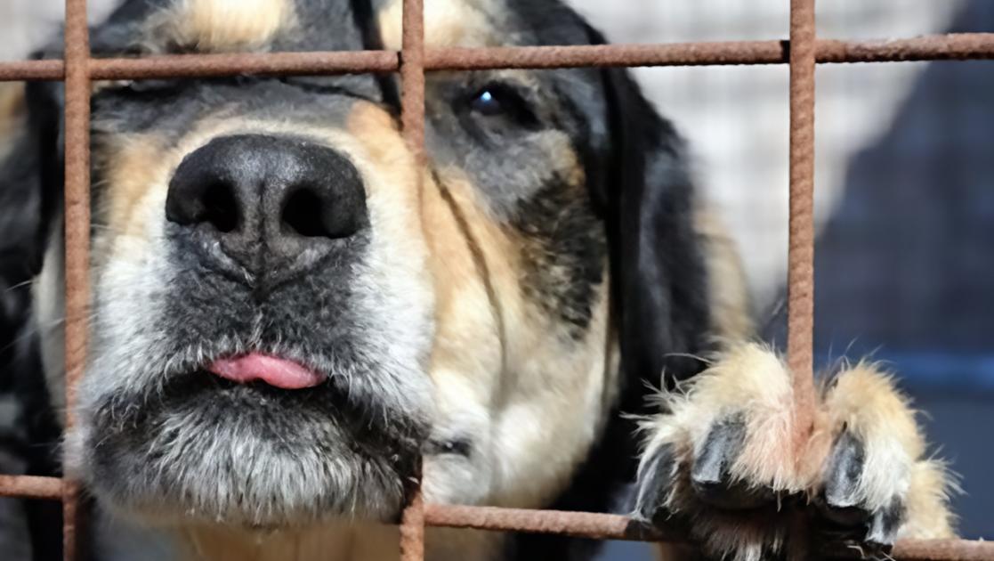 Cani abbandonati, l’accusa: “Troppi casi in un anno. L’ultimo è finito malissimo”