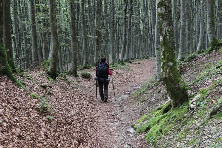 Parco delle Foreste casentinesi: accordo con Konecta Italia per attività di protezione forestale e stoccaggio CO2