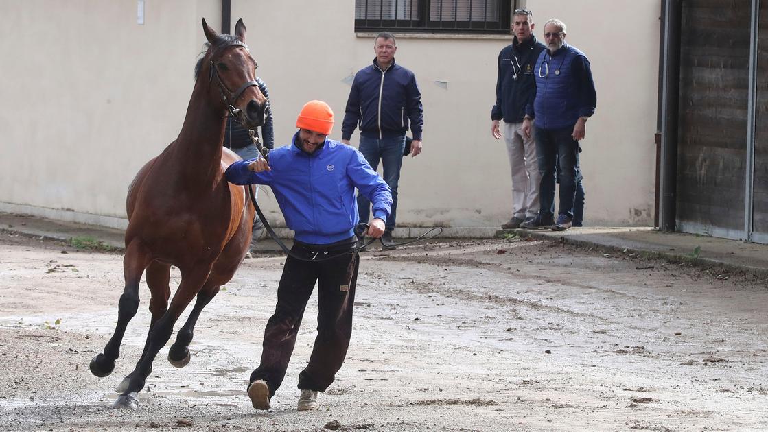 Visite sotto la pioggia. Due cavalli bloccati dall’allerta rossa