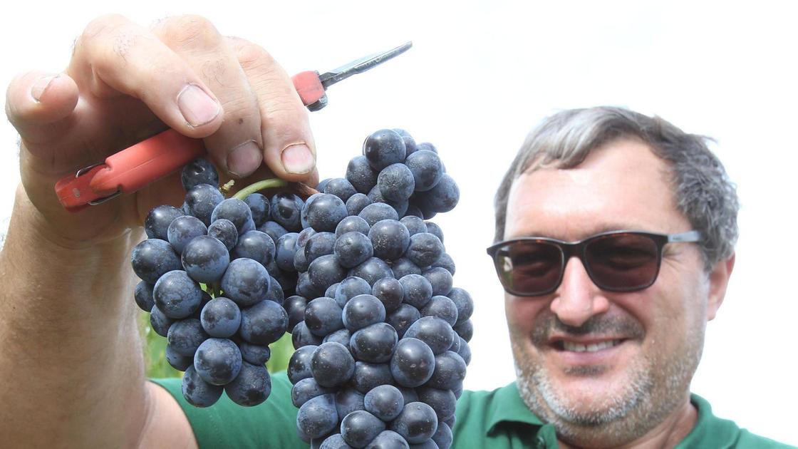 Via alla stagione della vendemmia: "Nuovi vigneti, prodotto in salute"