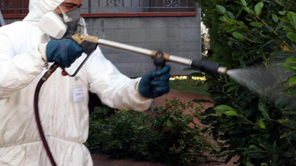 A Lucca, sospetta Chikungunya porta al Comune a disinfestare un'area dove è stata individuata la presenza del malato. Interventi urgenti per contrastare la diffusione della zanzara tigre.