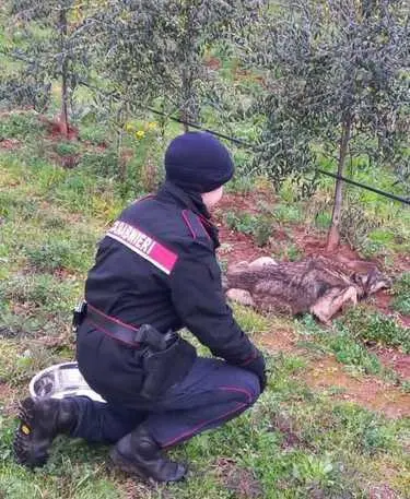 Trovato un lupo "malato", ricoverato al Cras