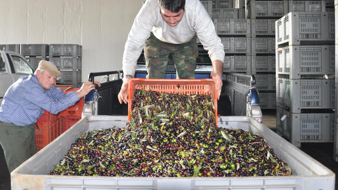 Lo scarico delle olive in un frantoio