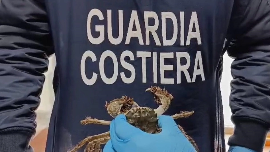 La Guardia Costiera ha sequestrato a Prato granchi cinesi pronti per la commercializzazione. Si tratta di specie proibita perché altamente invasiva dell'ecosistema